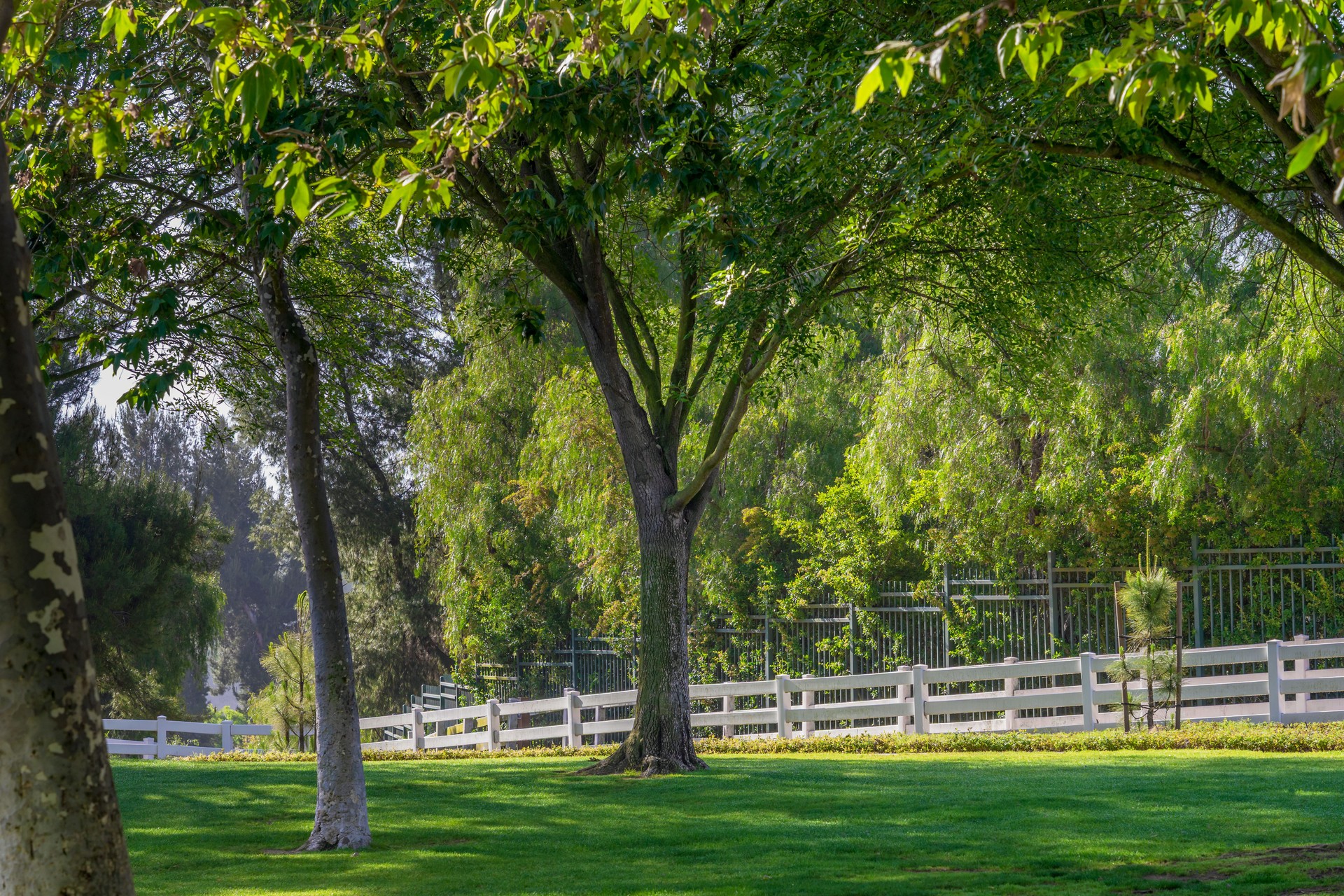 Trees and green grass in a shade area with a white vinyl rail fence at Grand Avenue Park in Chino Hills, California